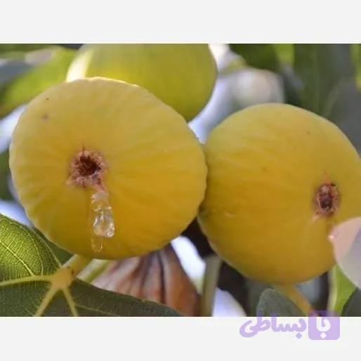 نهال انجیر زرد سه فصل