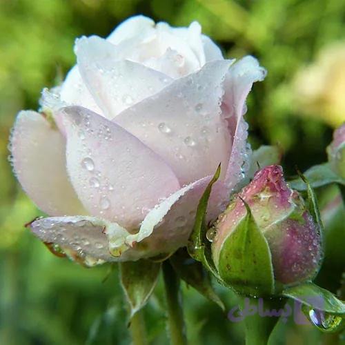 نهال رز سفید هلندی