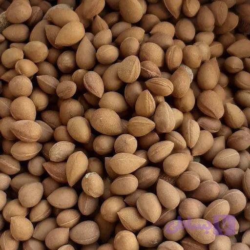 بادام تلخ کوهی