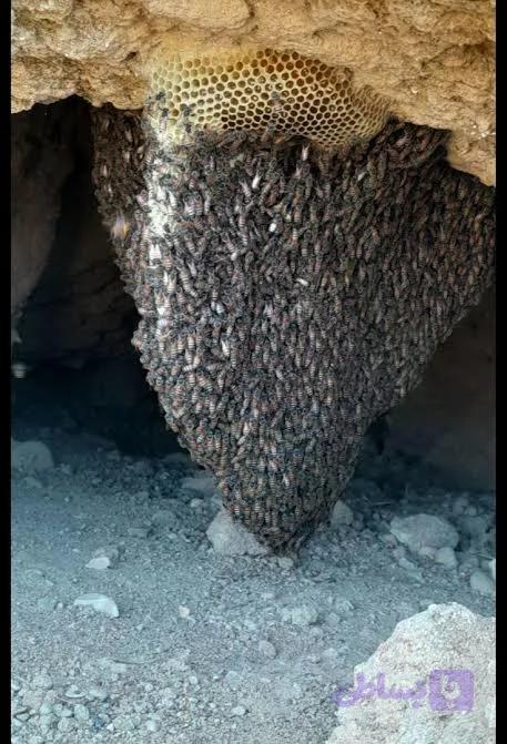 عسل وحشی