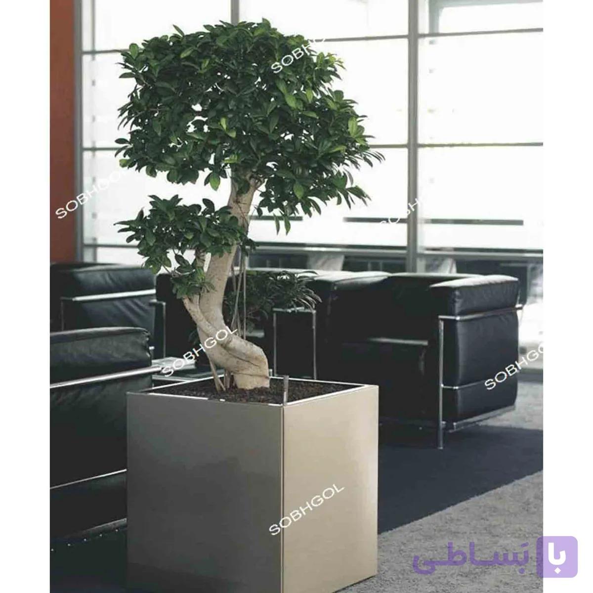 بونسای طرح S مدل BS30