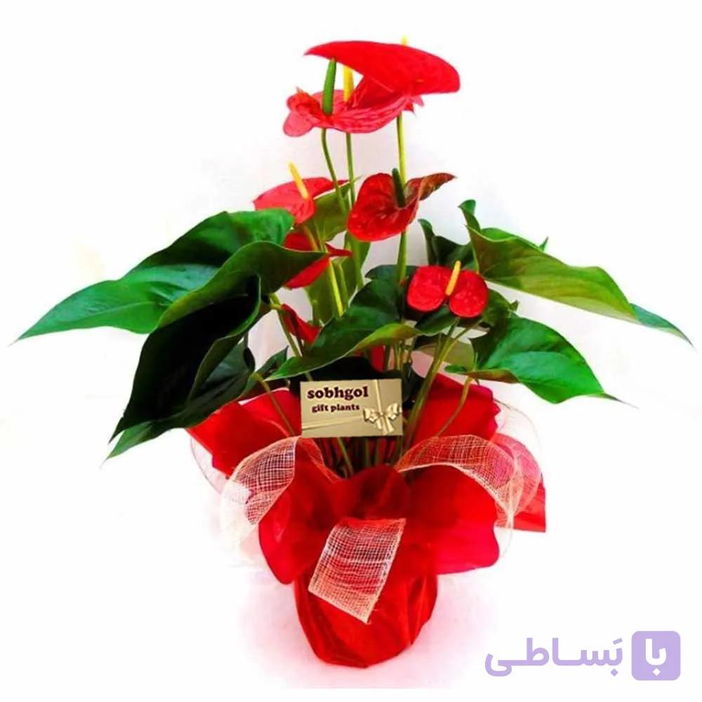 گلدان هدیه gift01