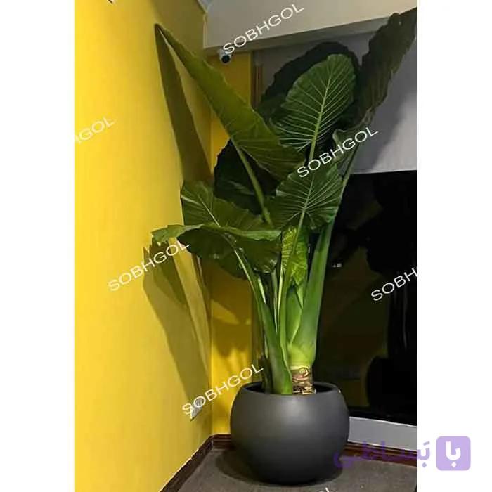 گلدان لوکس بابا آدم جاینت E31