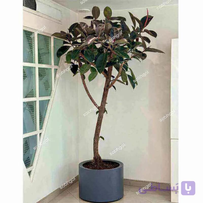 درختچه دکوراتیو فیکوس F50