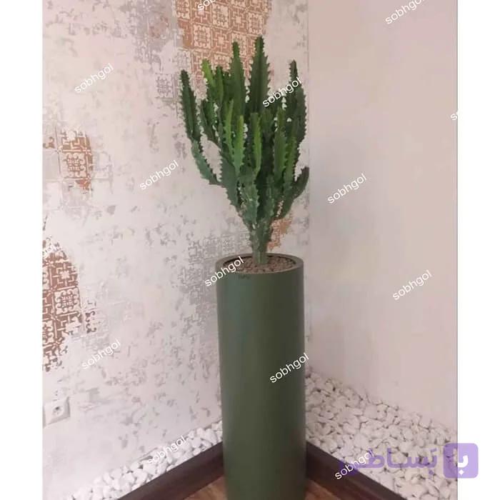 افوربیا تریگونا EU07