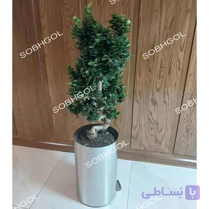 بونسای طرح S مدل BS31 — تصویر 1