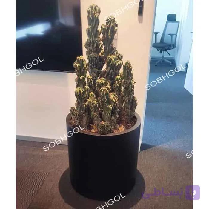 گلدان دکوراتیو کاکتوس صخره ای CS01 — تصویر 1