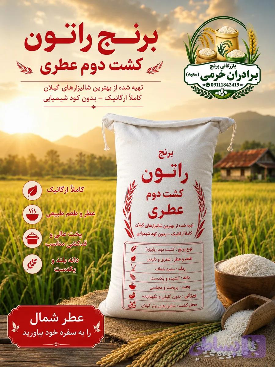 برنج راتون کشت دوم عطری
