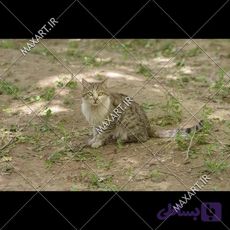 عکس استوک گربه در فضای سبز 2015 — تصویر 1
