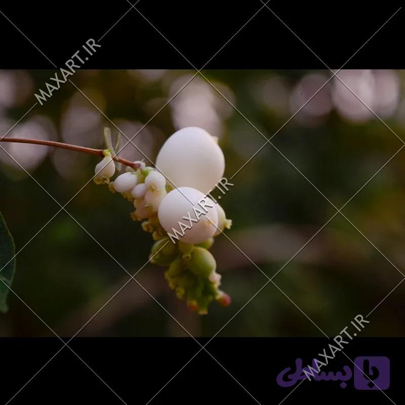 عکس استوک گل مروارید 2014 — تصویر 1