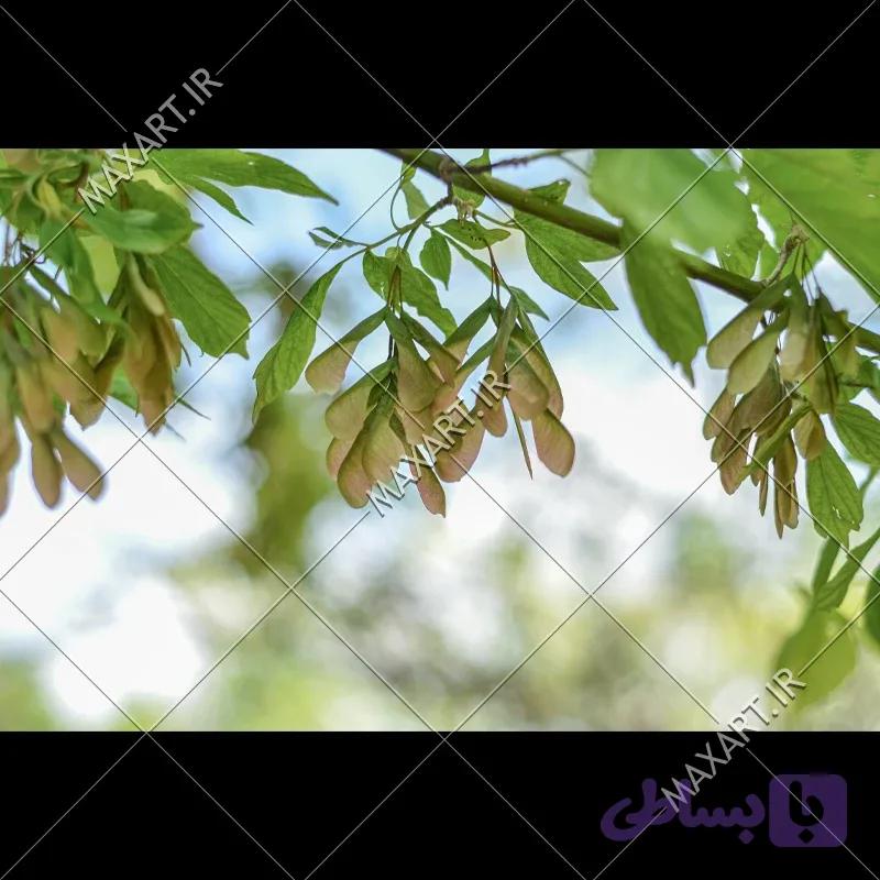 عکس استوک نمای نزدیک برگ های درخت افرا 2015 — تصویر 1