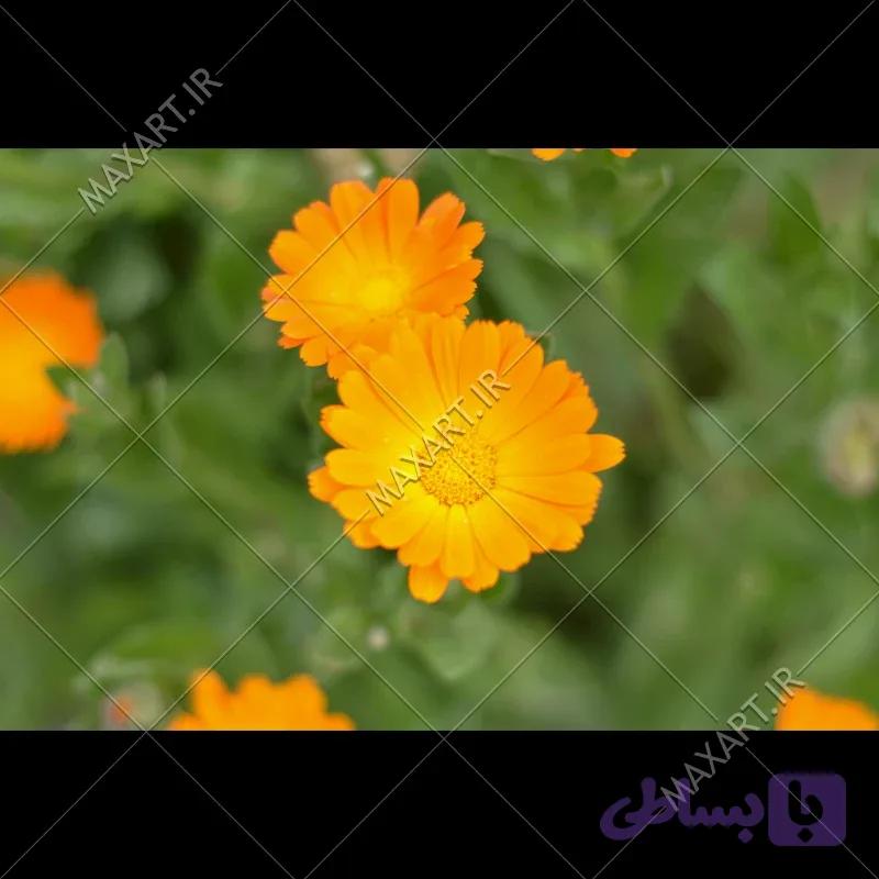 عکس استوک نمای نزدیک گل همیشه بهار 2015 — تصویر 1