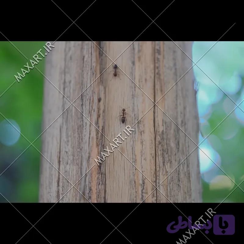 عکس استوک مورچه ها روی تنه درخت 2013 — تصویر 1