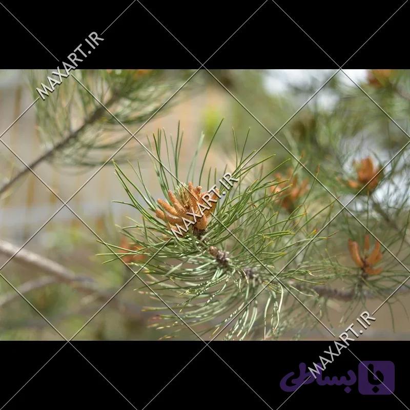 عکس استوک نمای نزدیک شاخه درخت کاج 2015 — تصویر 1