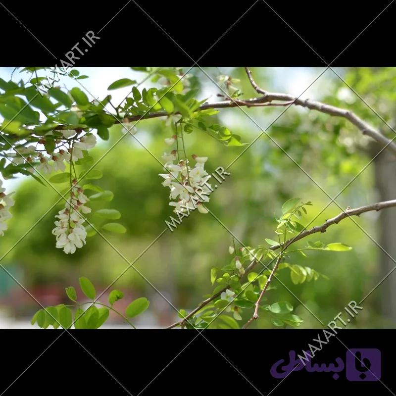 عکس استوک شاخه گل های سفید و برگ های سبز 2015 — تصویر 1
