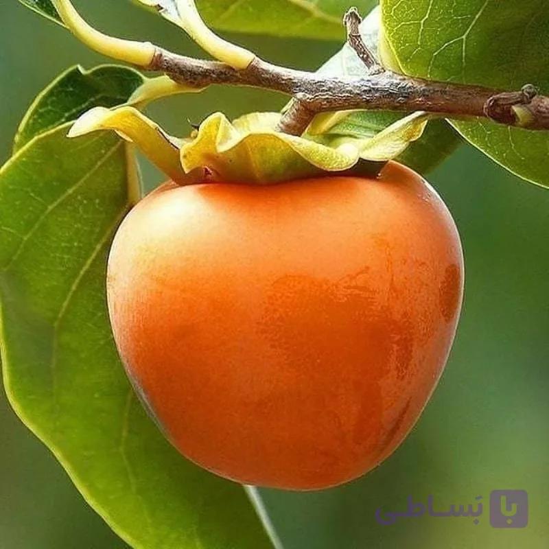 خرمالو ژاپنی گوجه ای 2 ساله