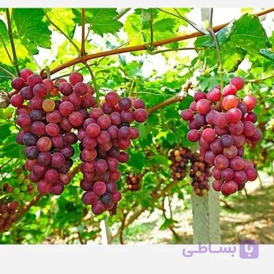 نهال انگور یاقوتی 2ساله