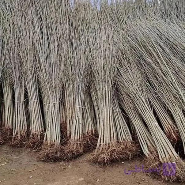 نهال کبوده یا سپیدار 1/5 متری