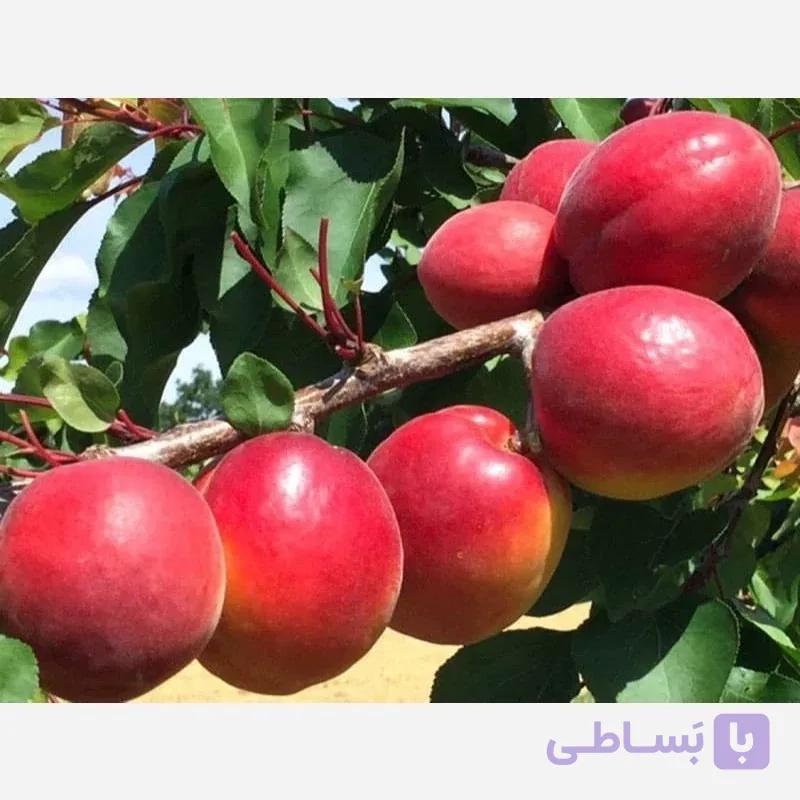 نهال زردآلو پوست قرمز 2 ساله
