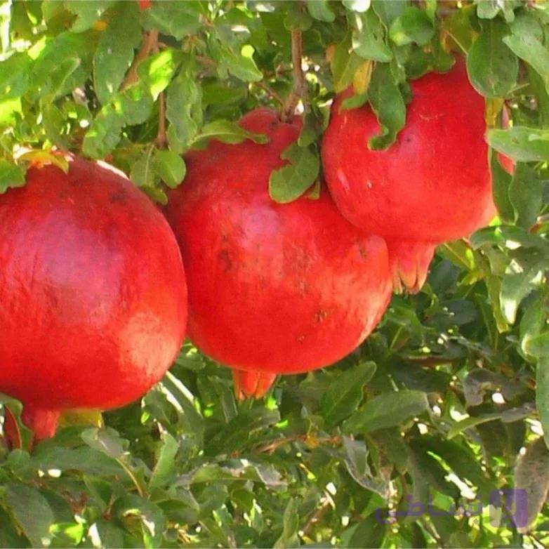 نهال انار ملس 2 ساله
