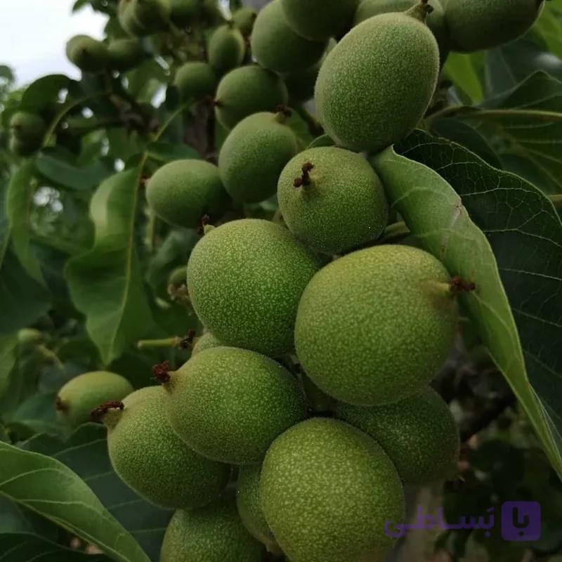 نهال گردو ژنوتیپ 9کانادایی