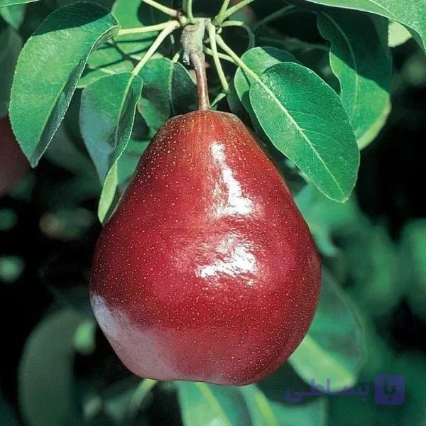 نهال گلابی ردآنجو 2ساله