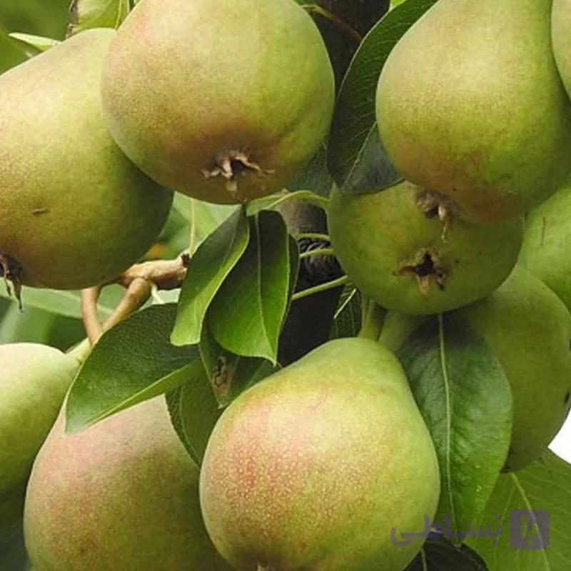نهال گلابی دوشیز 2 ساله