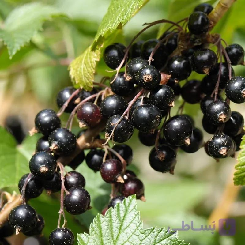 نهال انگور بلک کارنت 2 ساله