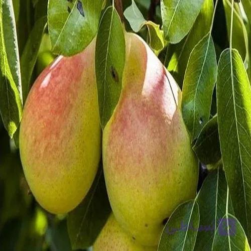 نهال گلابی نطنز 2 ساله