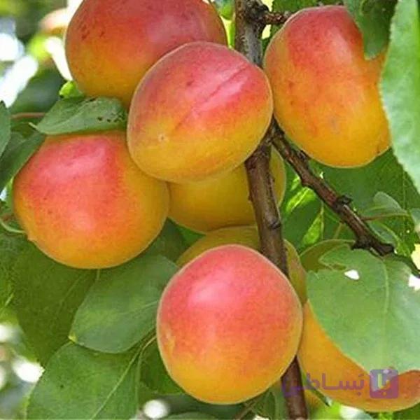 نهال زردآلو شاهرودی