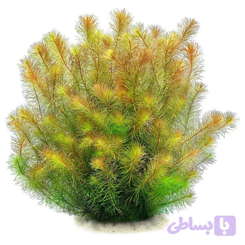 گیاه وارداتی آکواریوم روتالا والیچی بنگلادش — تصویر 1