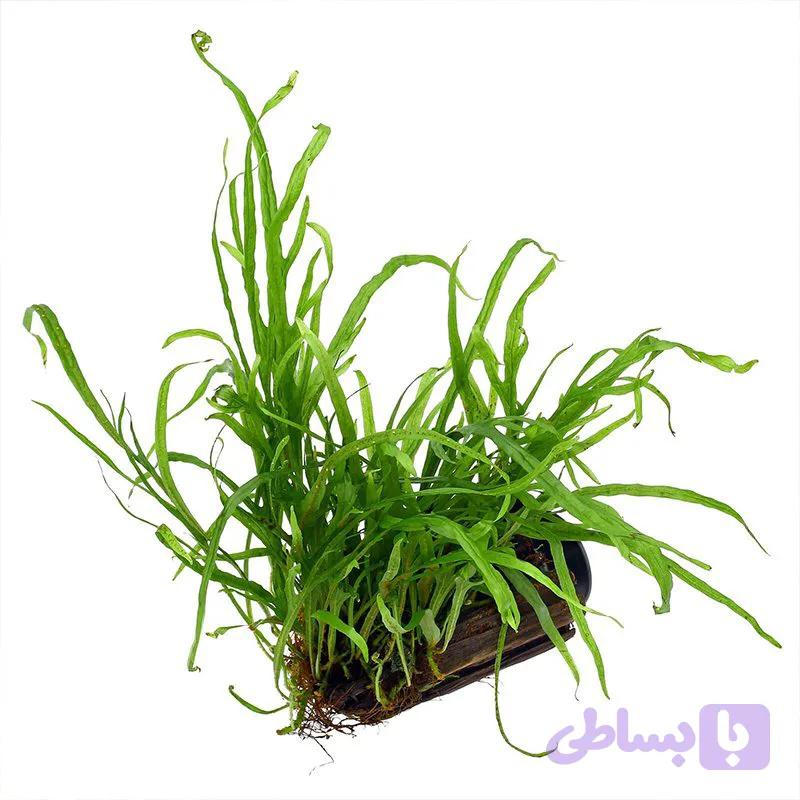 گیاه وارداتی جاوا تریدنت — تصویر 1