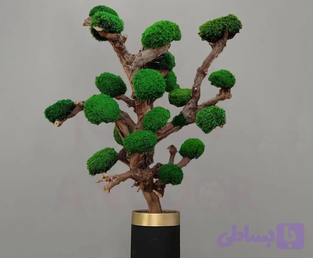 درخت جاودان ۱متری