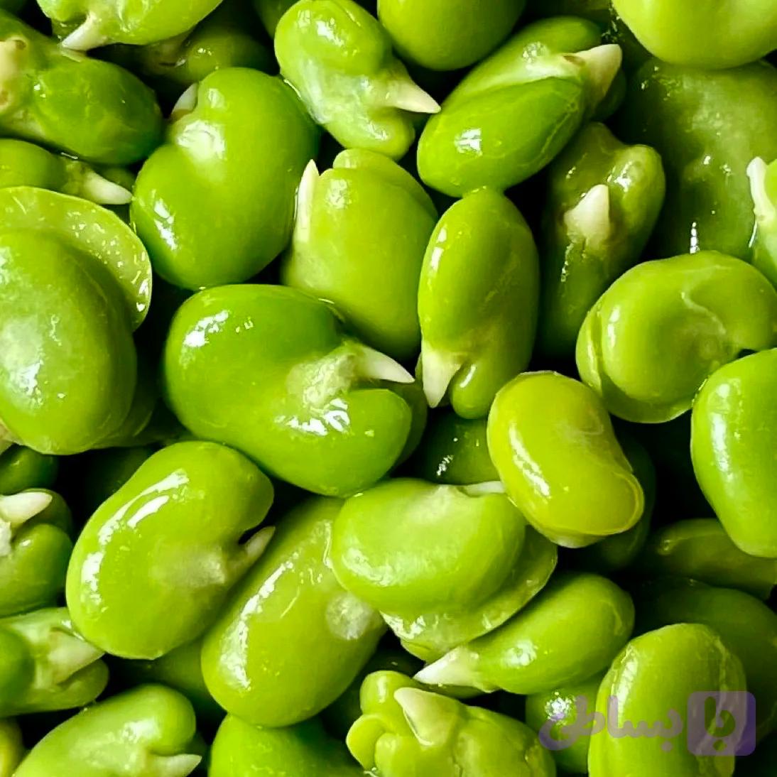 باقالی سبز نعنا آبی ۴۰۰ گرمی