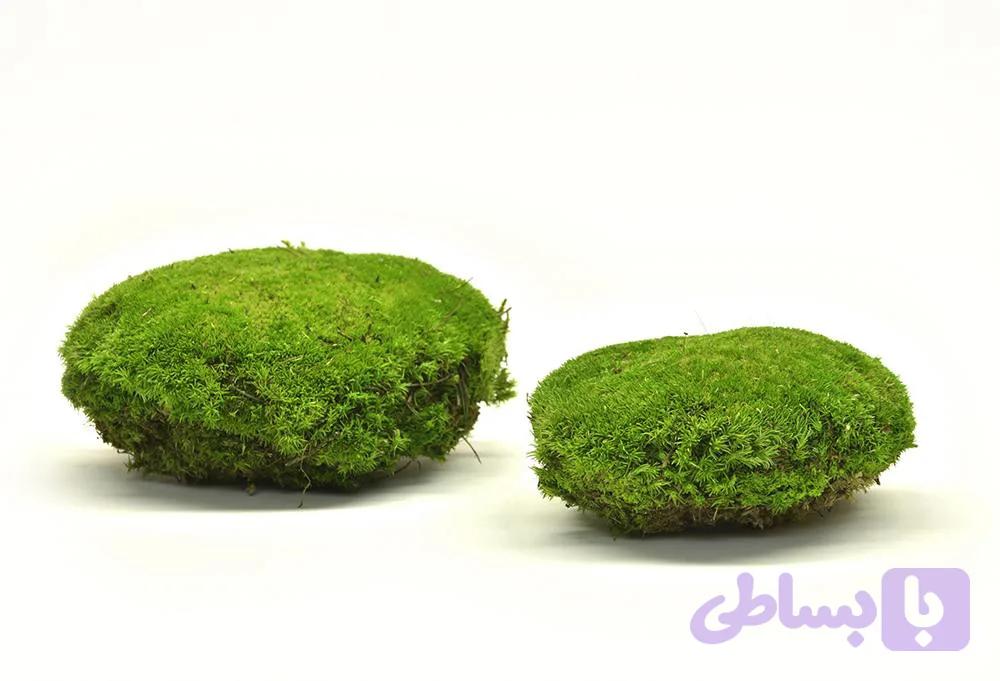 خزه بال ماس لهستانی تثبیت شده کیان | کد ۱۰۲ | کیفیت ممتاز و ماندگار | خرید مستقیم از تولید کننده