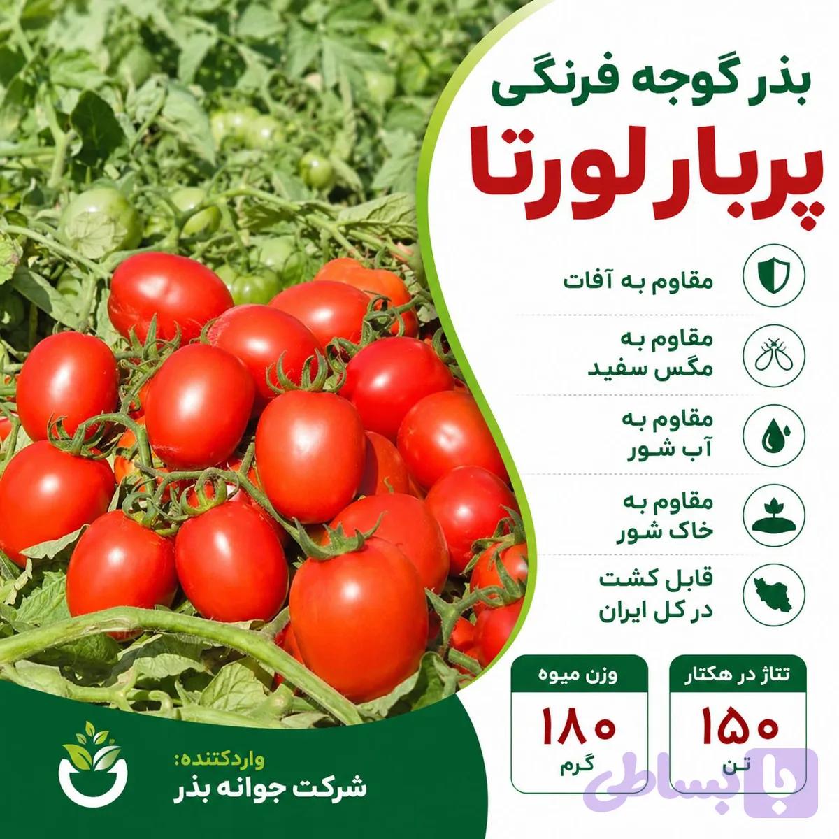 بذر گوجه فرنگی لورتا