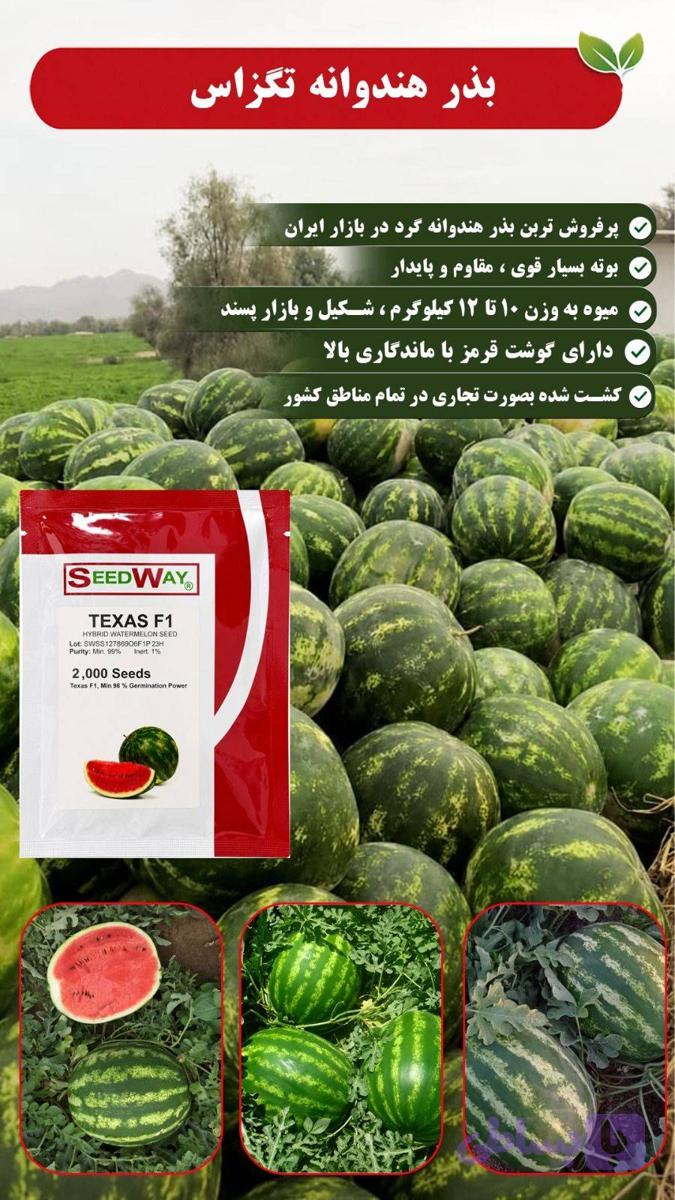 بذر هندوانه تگزاس
