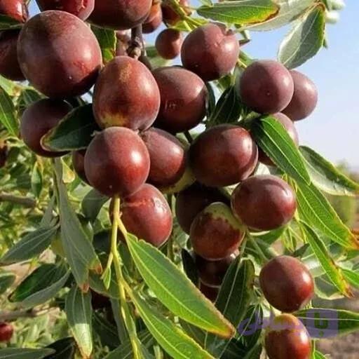 نهال عناب اوکراینی (کد QA0JV)