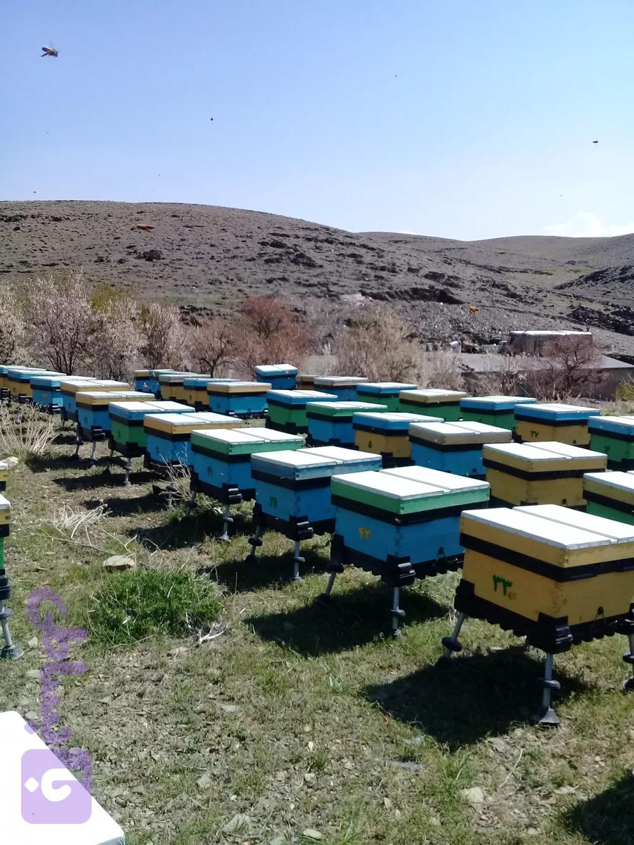 عسل گون 900 گرمی