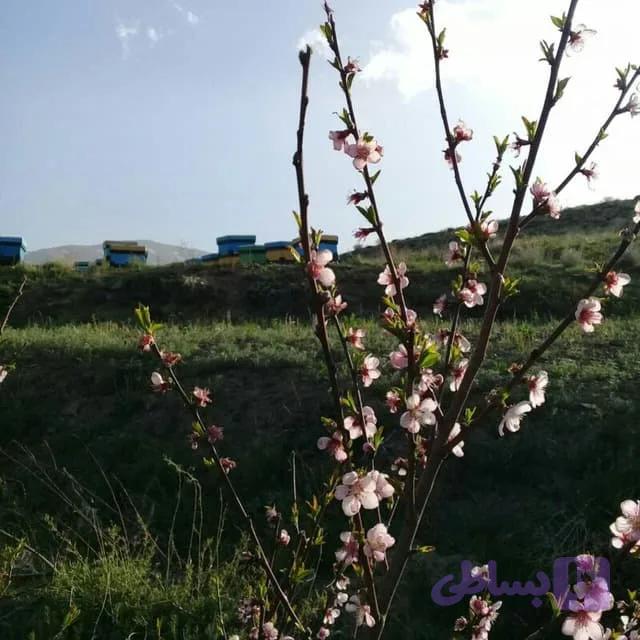 عسل آویشن 900 گرمی