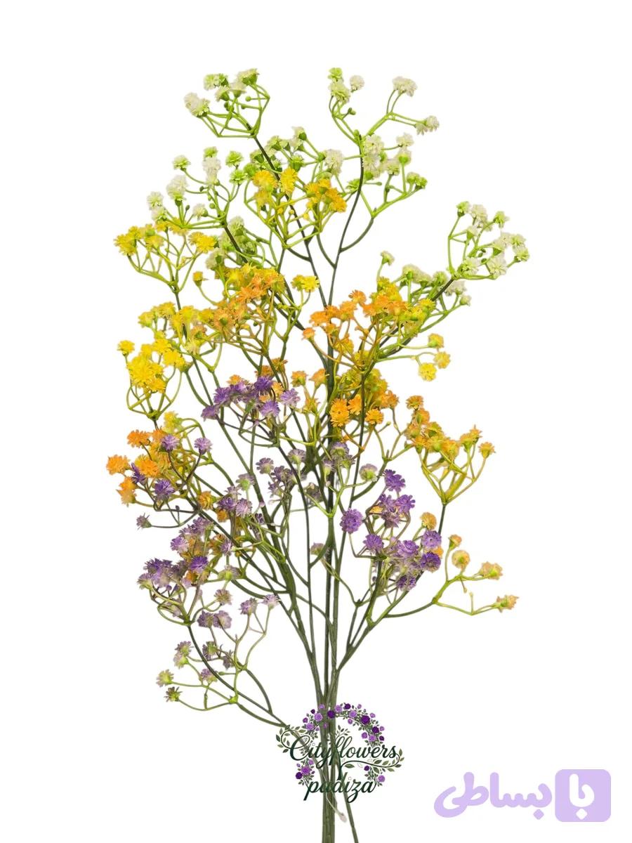 شاخه عروس (ژیپسوفیلا)