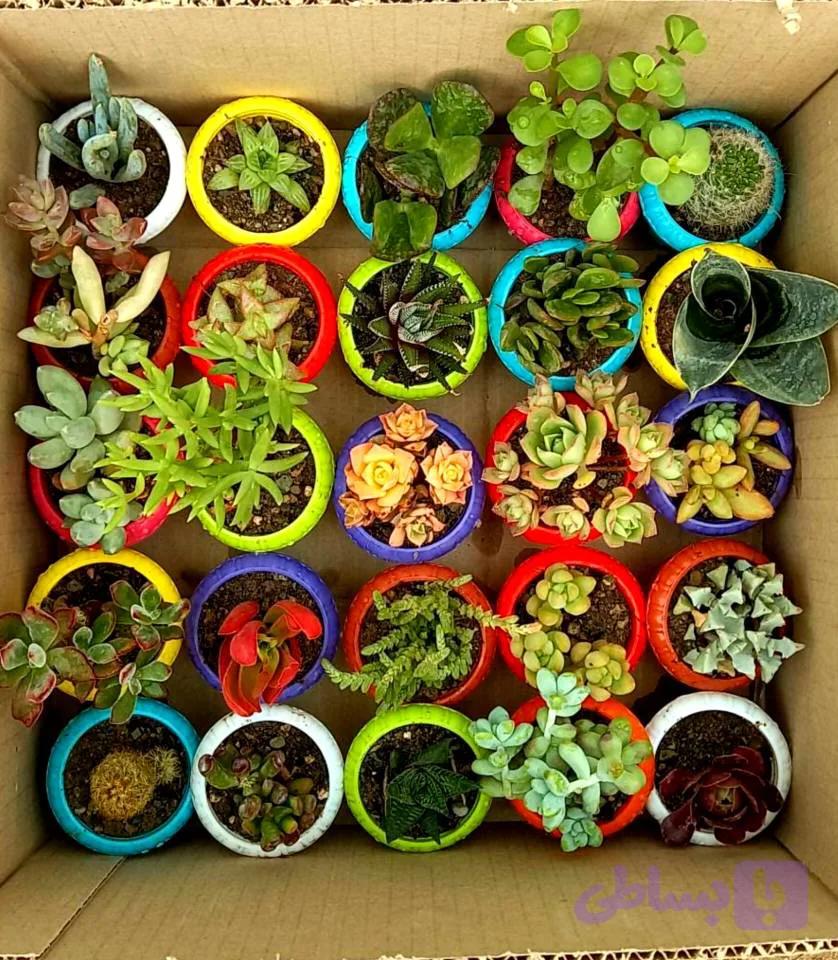 ساکولنت با گلدان رنگی پک ۲۵ عددی سایز گلدانها 6