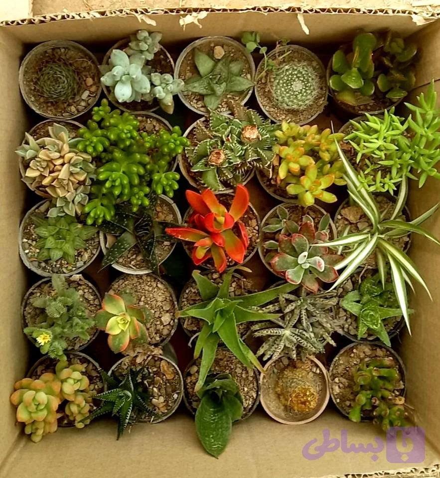 ساکولنت ممتاز پک 25 تایی سایز گلدانها 6
