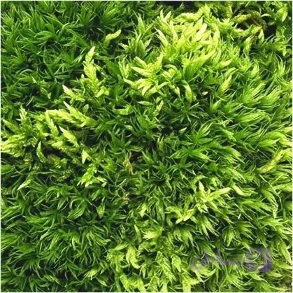 خزه تثبیت شده سایپرس