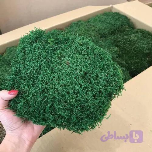 خزه تثبیت شده شیت (مسطح) — تصویر 1