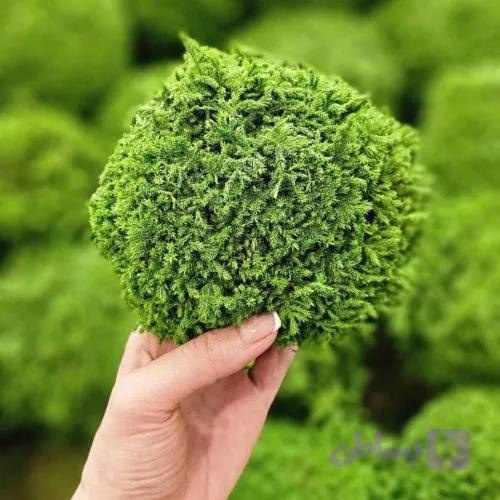 خزه تثبیت شده شیت (توپی) — تصویر 1