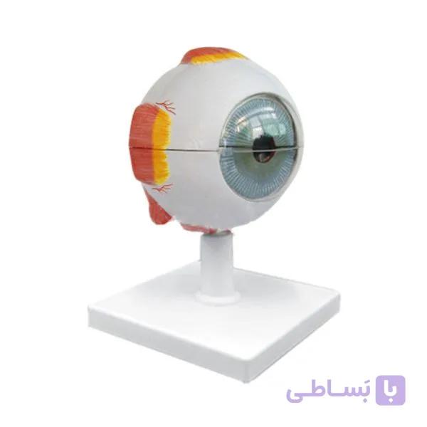 مولاژ چشم (10 برابر اندازه طبیعی)