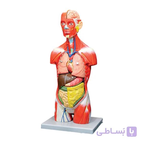 مولاژ نیم تنه بدن انسان 11 قسمتی (نمایش عضلات) — تصویر 1