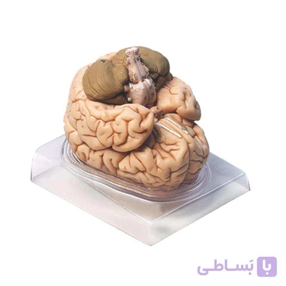 مولاژ مغز (4 قسمتی) — تصویر 1