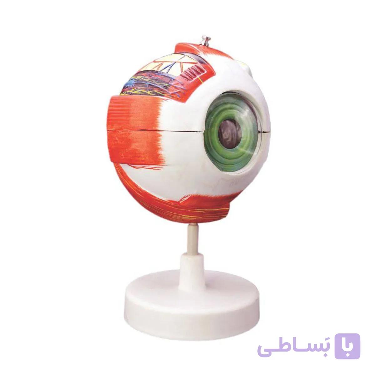 مولاژ چشم (20 برابر اندازه طبیعی)
